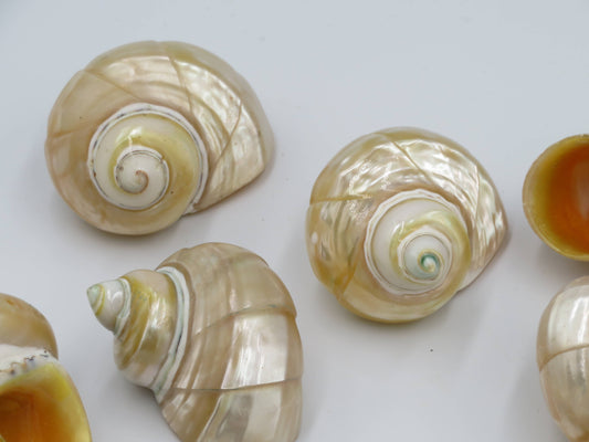 Shells - decoration