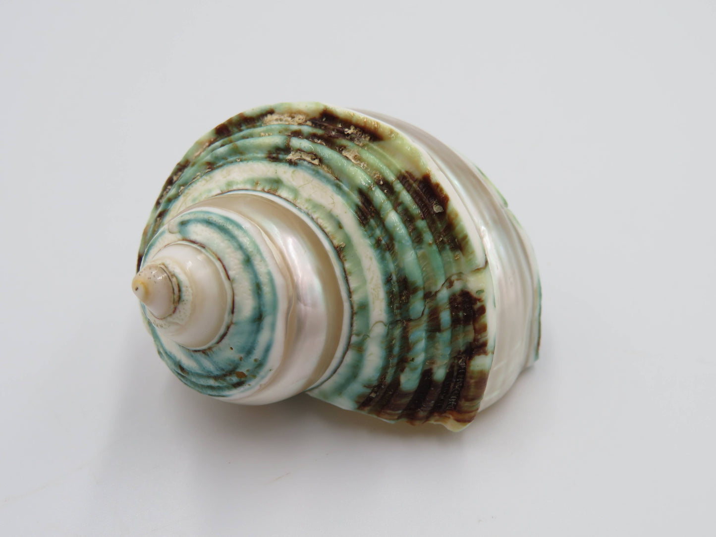 Product Import Holland - Talembu poleng green - Shells - beach - decoration - coast
