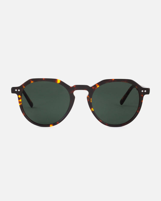 Mamba Studios - Bonaire · Tortoise