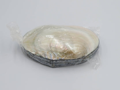 Product Import Holland - Jewelry Box Kupang - nature - shell - coast