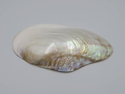 Product Import Holland - Unique large shell Kupang 20-22 cm! - mother-of-pearl - mussel